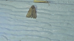 Mesoligia furuncula