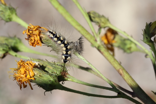 Sweet Gale Moth