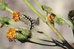Acronicta cinerea