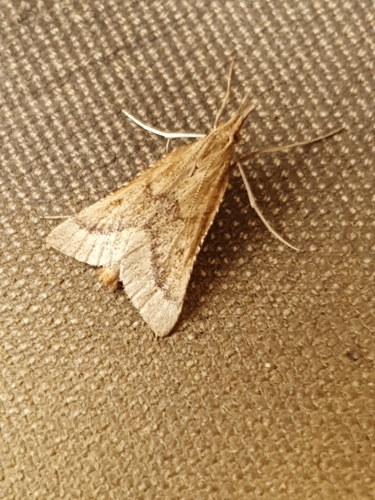 Synaphe punctalis