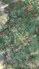 Oligotrophus juniperinus