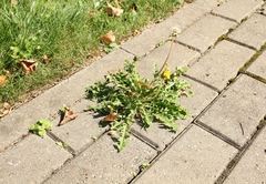 Taraxacum officinale