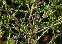 Adenocarpus telonensis