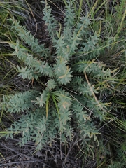 Diarthron altaica