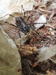 Zachaeus crista