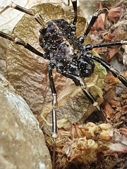 Zachaeus crista