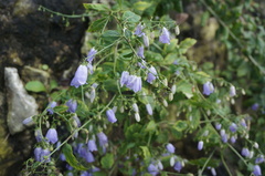 Adenophora potaninii wawreana