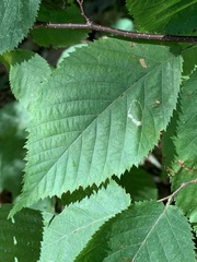 Phyllonorycter ostryaefoliella