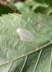 Phyllonorycter ostryaefoliella