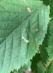 Phyllonorycter ostryaefoliella