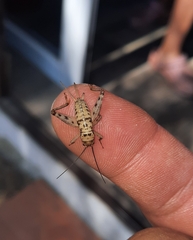 Gryllomorpha longicauda