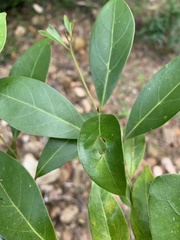 Cryptocarya onoprienkoana