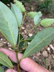 Cryptocarya onoprienkoana