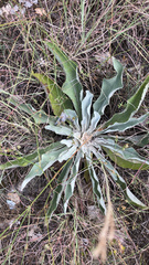Verbascum