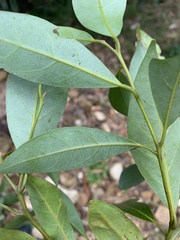 Cryptocarya onoprienkoana