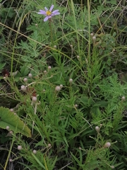 Galatella angustissima