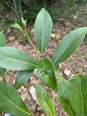 Cryptocarya onoprienkoana