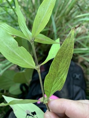 Exallage lapeyrousei