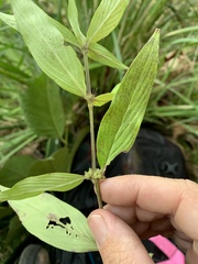 Exallage lapeyrousei