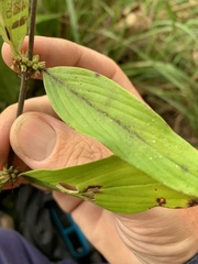 Exallage lapeyrousei