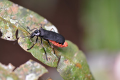 Chauliognathus tripartitus