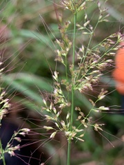 Sorghum plumosum
