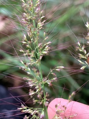 Sorghum plumosum