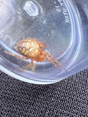 Araneus iviei