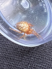 Araneus iviei