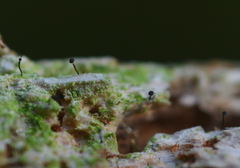 Chaenothecopsis savonica