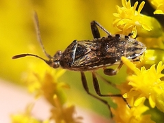 Stictopleurus