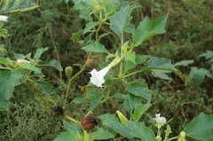 Datura stramonium