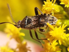 Stictopleurus