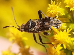 Stictopleurus