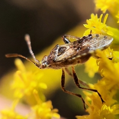 Stictopleurus