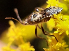 Stictopleurus