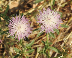 Centaurea iberica