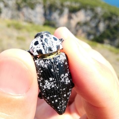 Capnodis cariosa