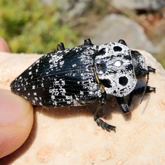 Capnodis cariosa