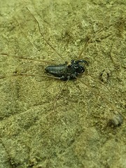 Platybunus bucephalus