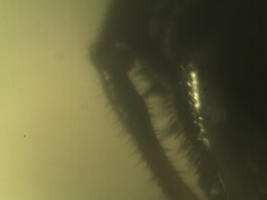 Platybunus bucephalus