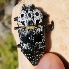 Capnodis cariosa