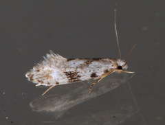 Nemapogon auropulvella