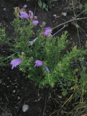 Dracocephalum peregrinum