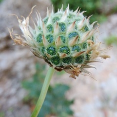 Cephalaria