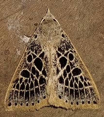 Herminodes tessellata