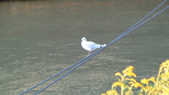 Chroicocephalus ridibundus