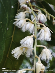 Elaeocarpus hygrophilus