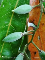 Elaeocarpus hygrophilus