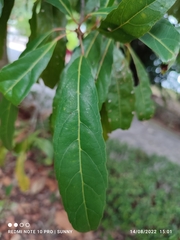 Elaeocarpus hygrophilus
